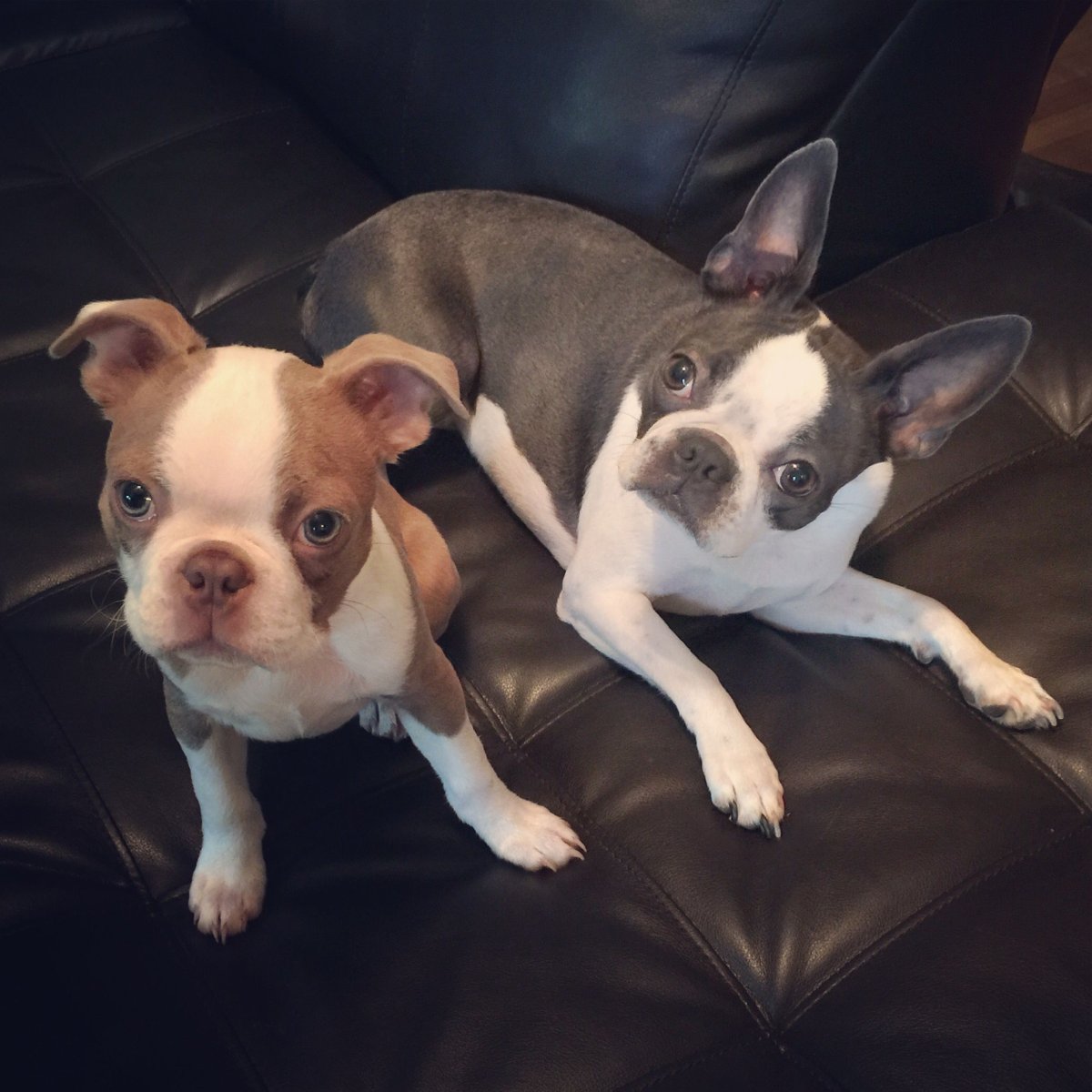 Boston Terrier House