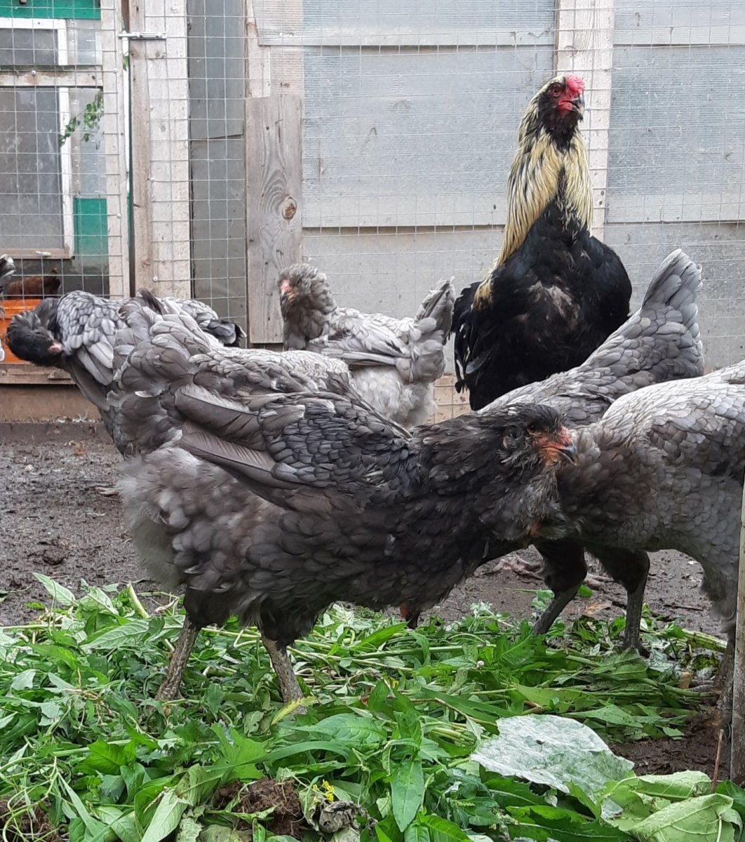 Гергебильская порода кур