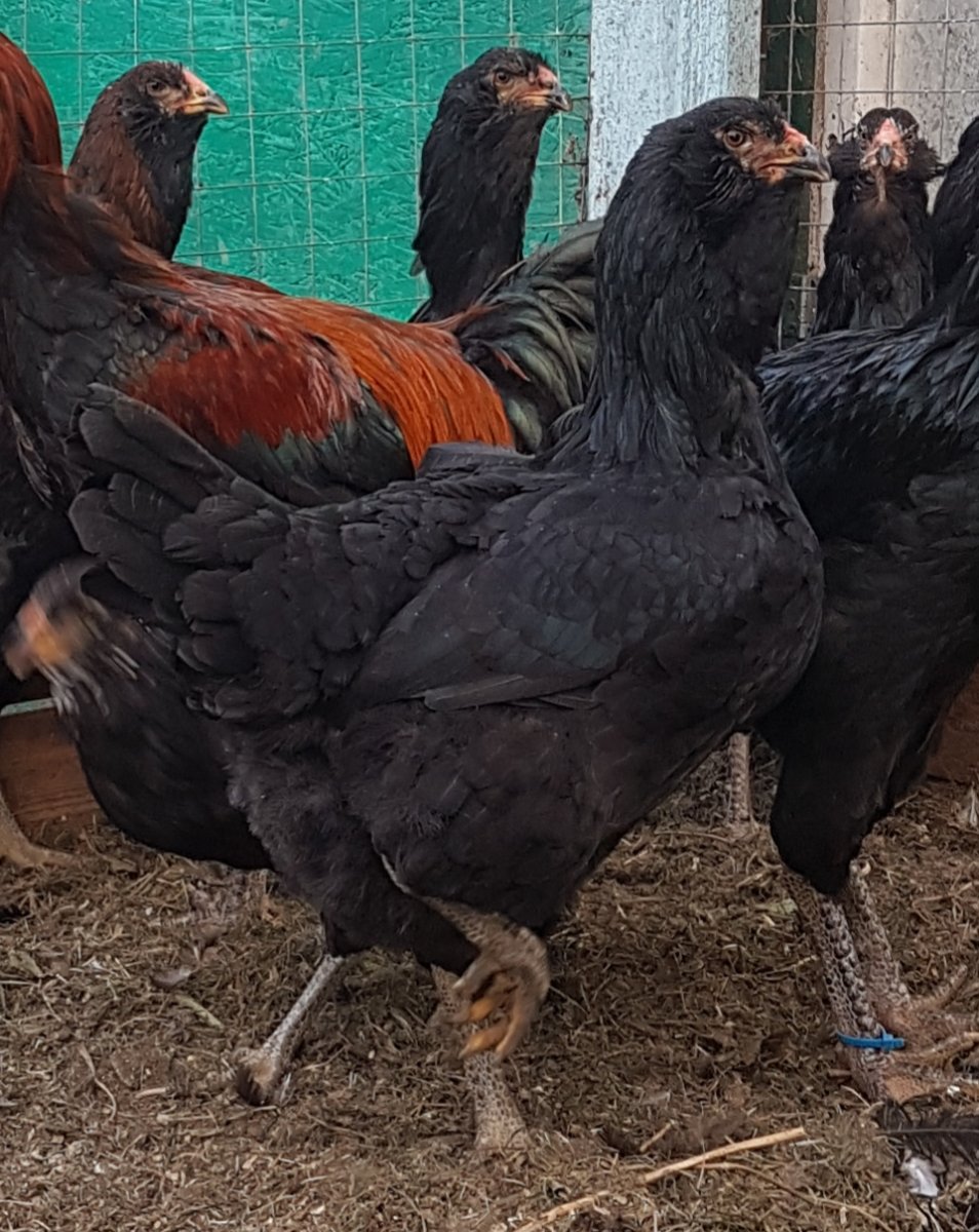 Гергебильская порода кур