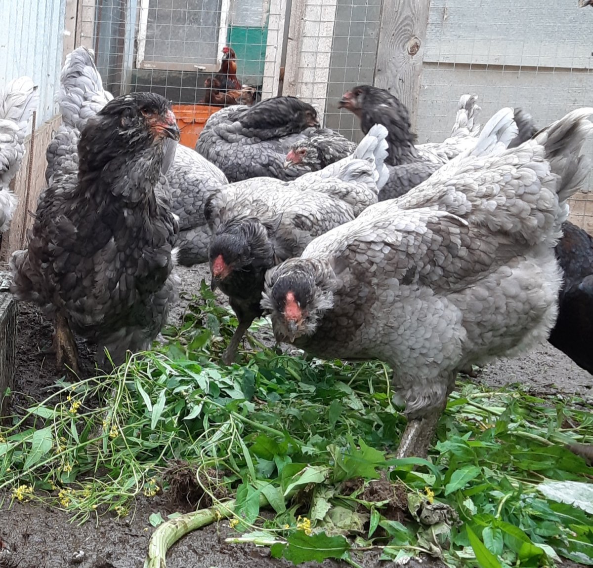 Гилянские(Гергебильские) курицы