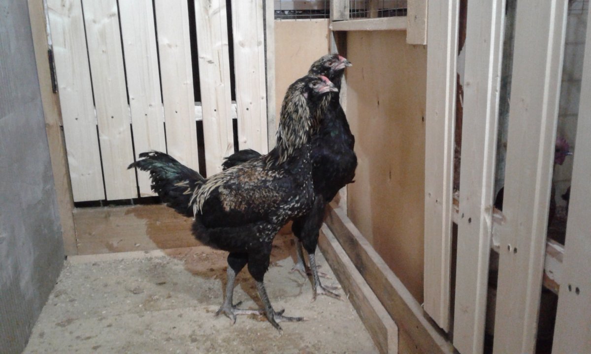 Гергебильская порода кур ундуч