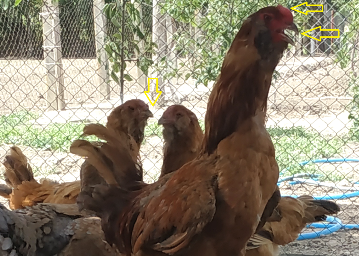 Петушки Гергебильские