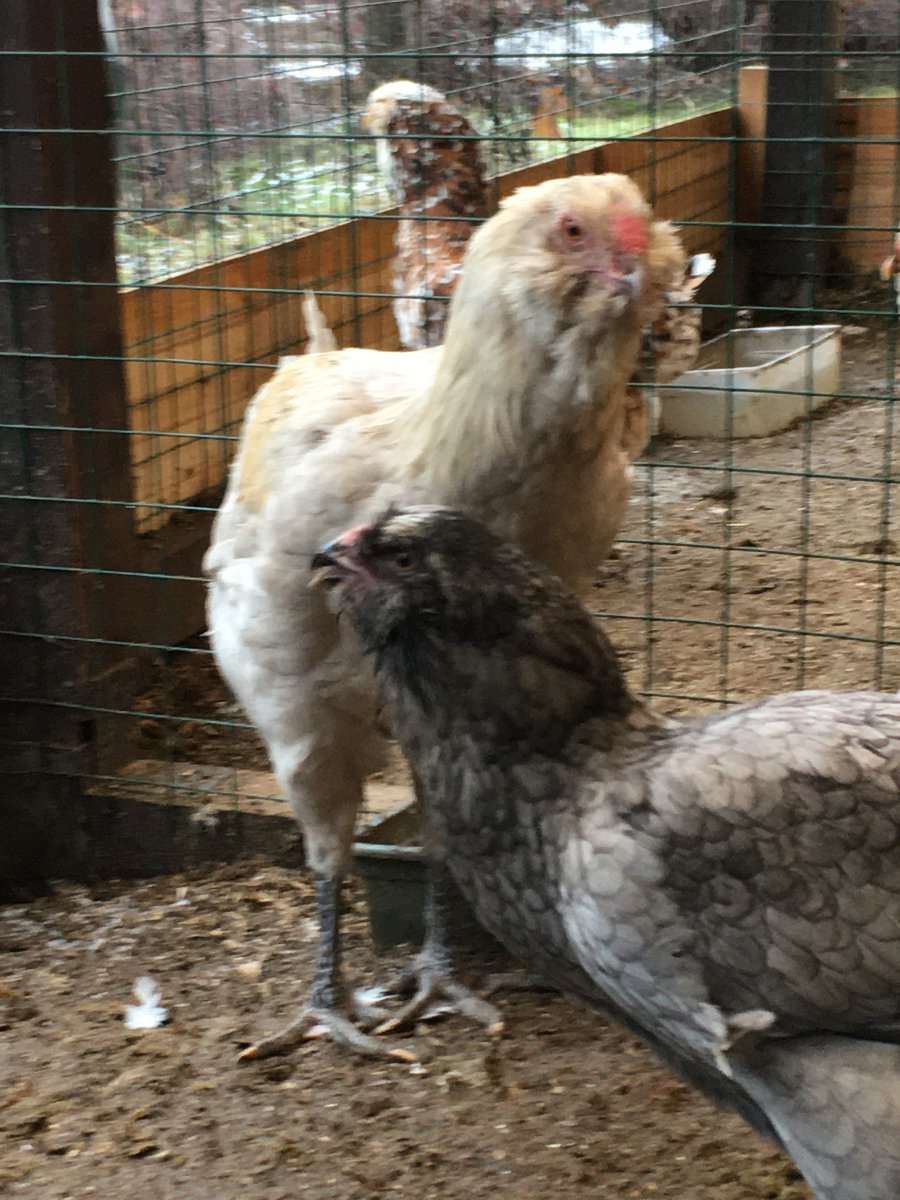 Гергебильская порода кур