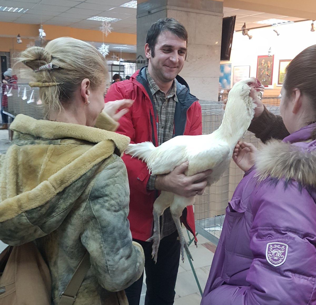 Куры гергебильской породы