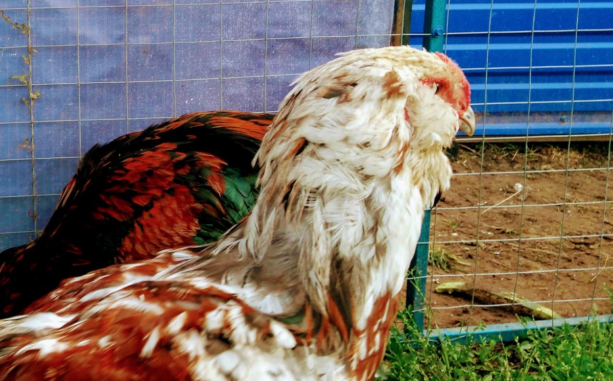 Гергебильский петух