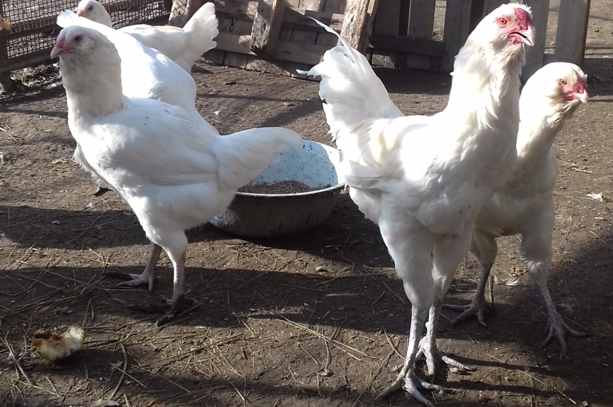 Гергебильские куры фото