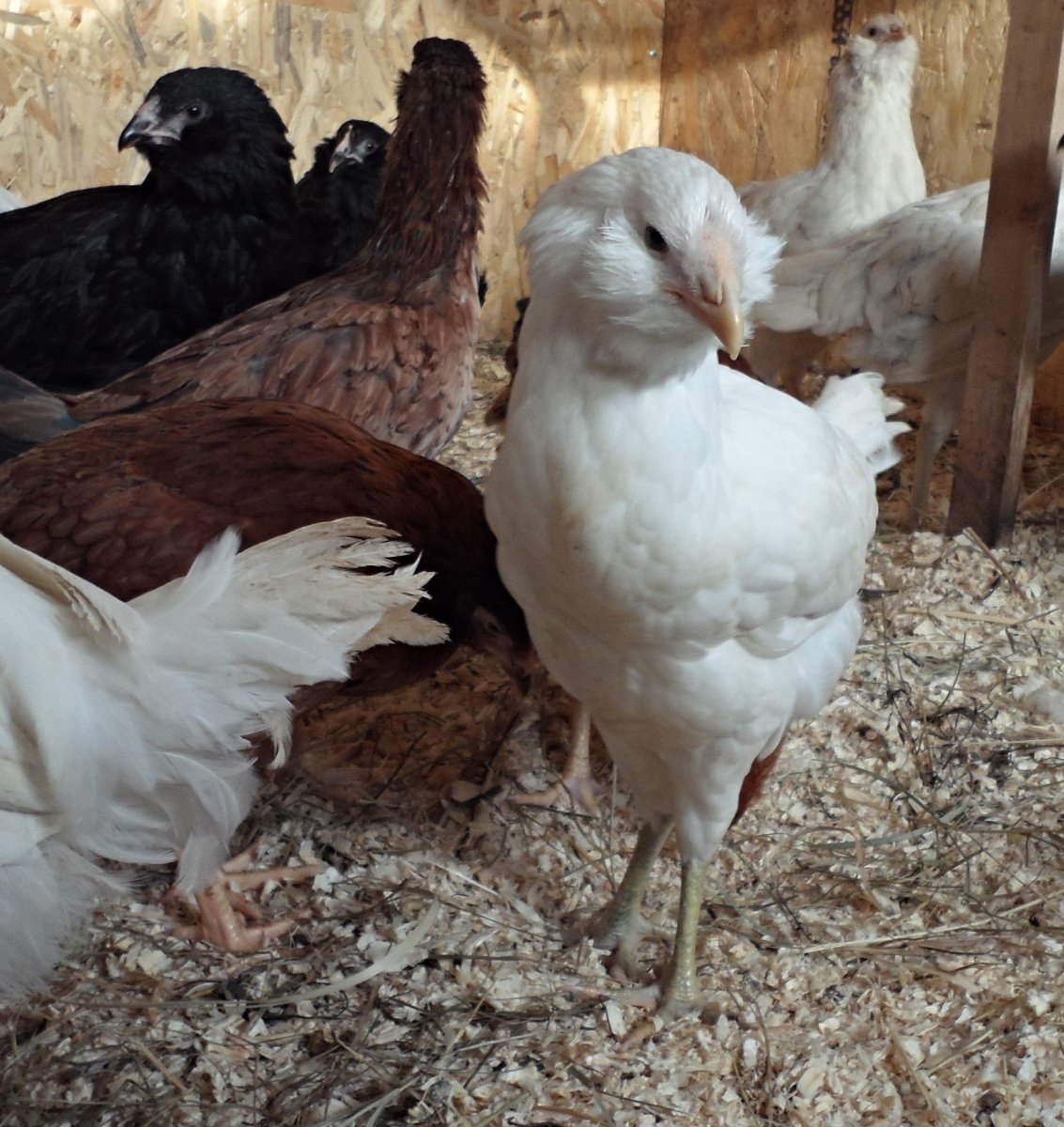 Гергебильская порода