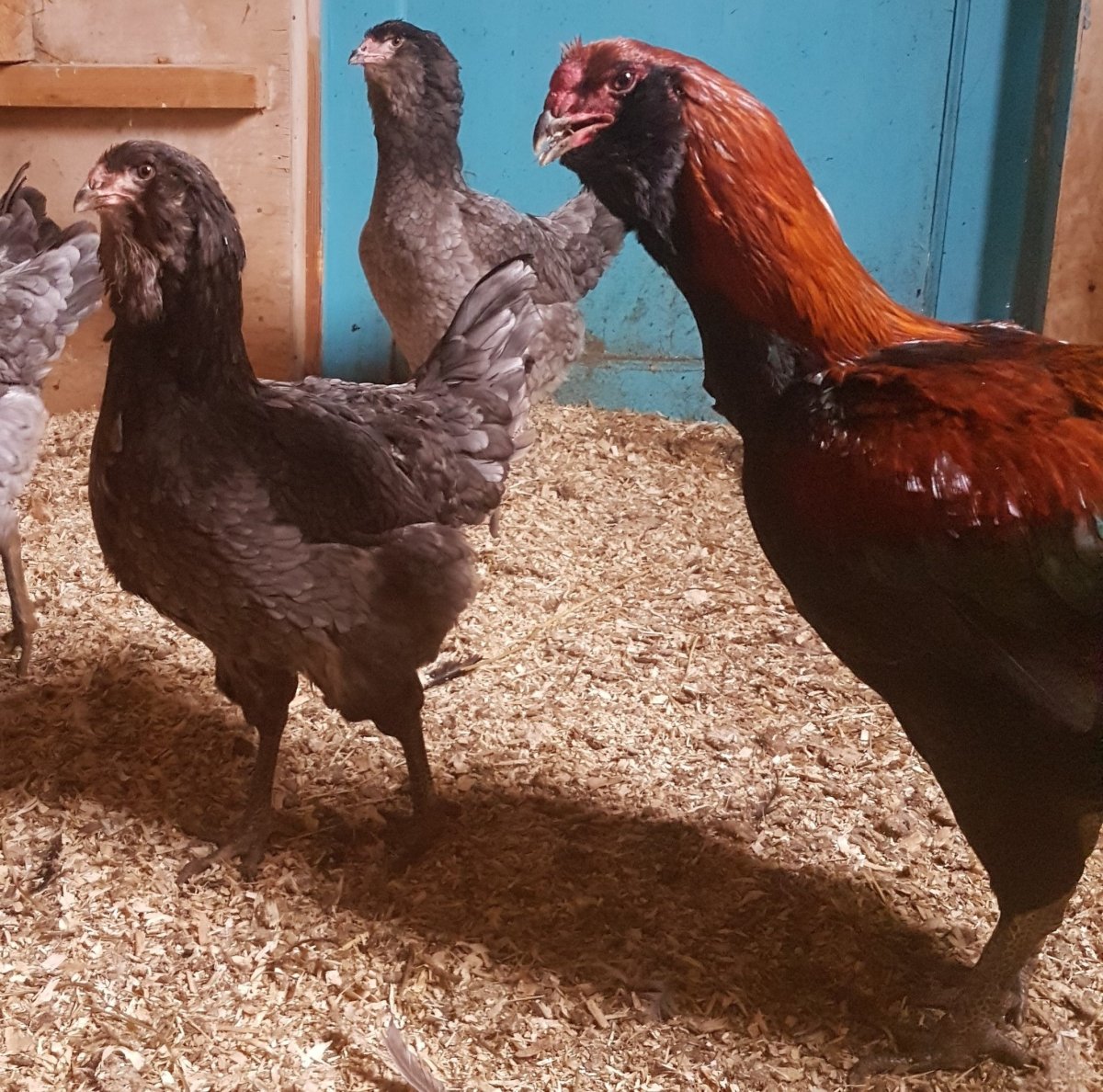 Кавказские породы кур