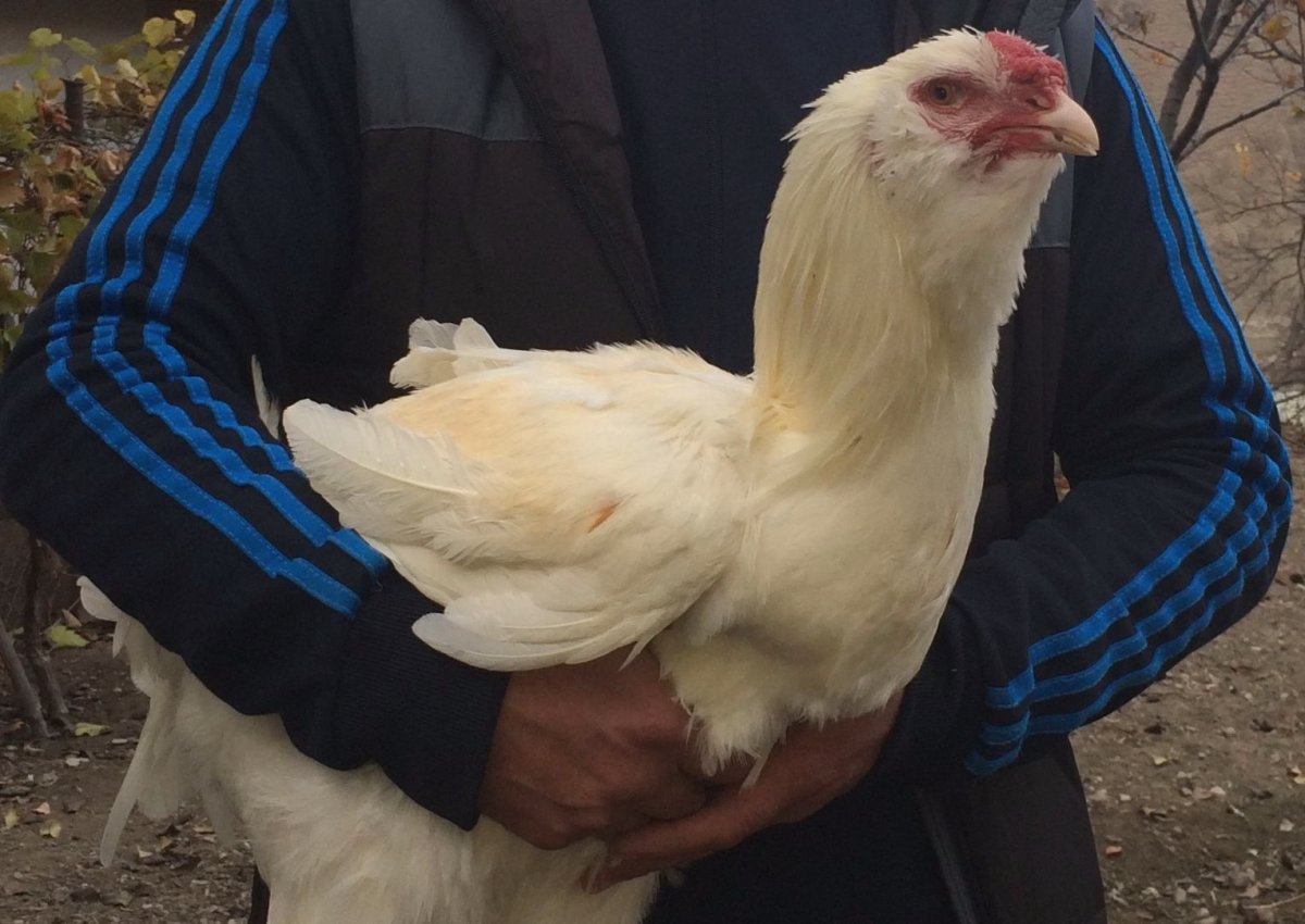 Гергебильская порода кур