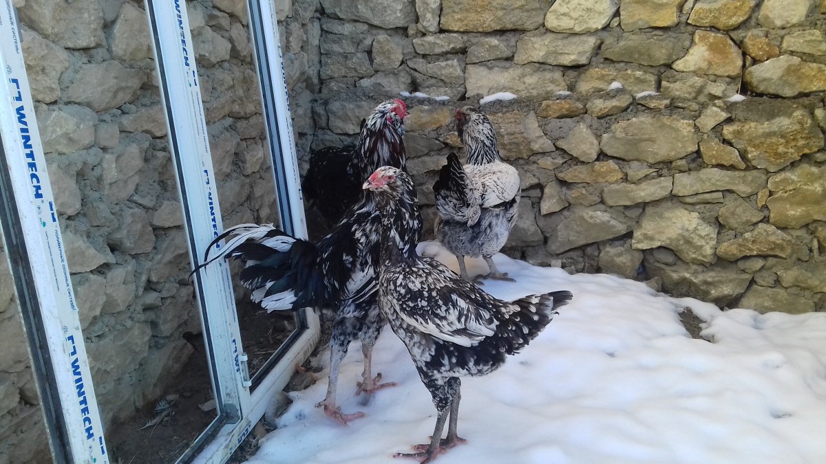 Порода кур дакан