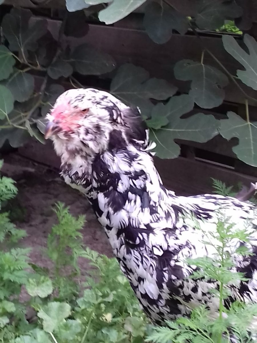 Фермер ру Птицеводство куры