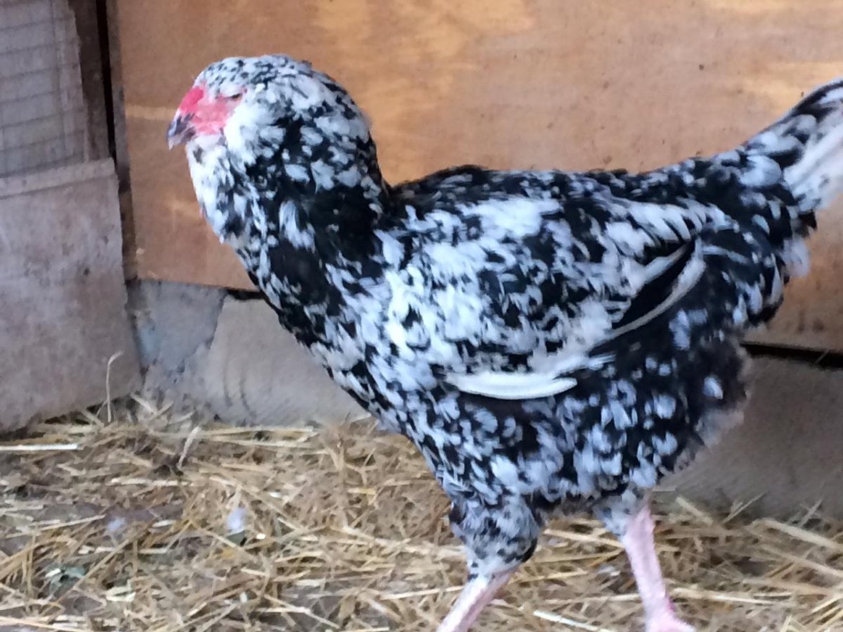 Куры Гергебильской породы