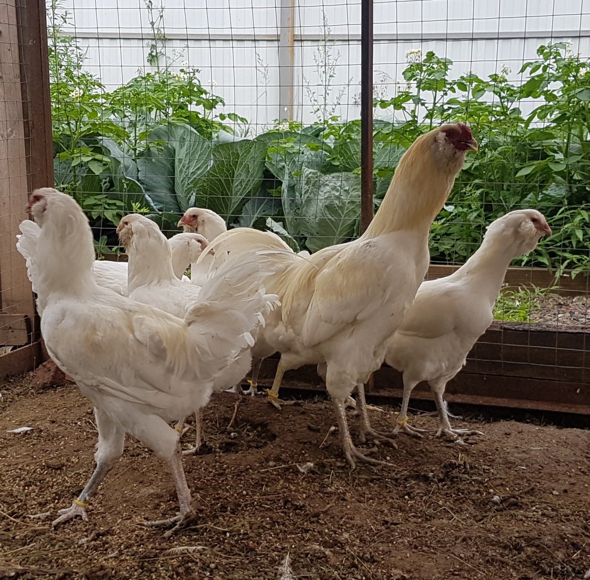 Куры Гергебильской породы