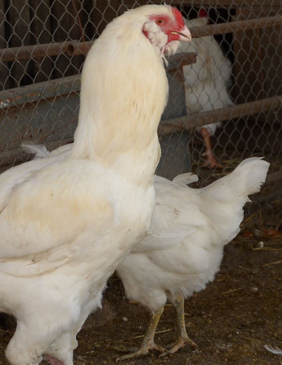 Гергебильская порода