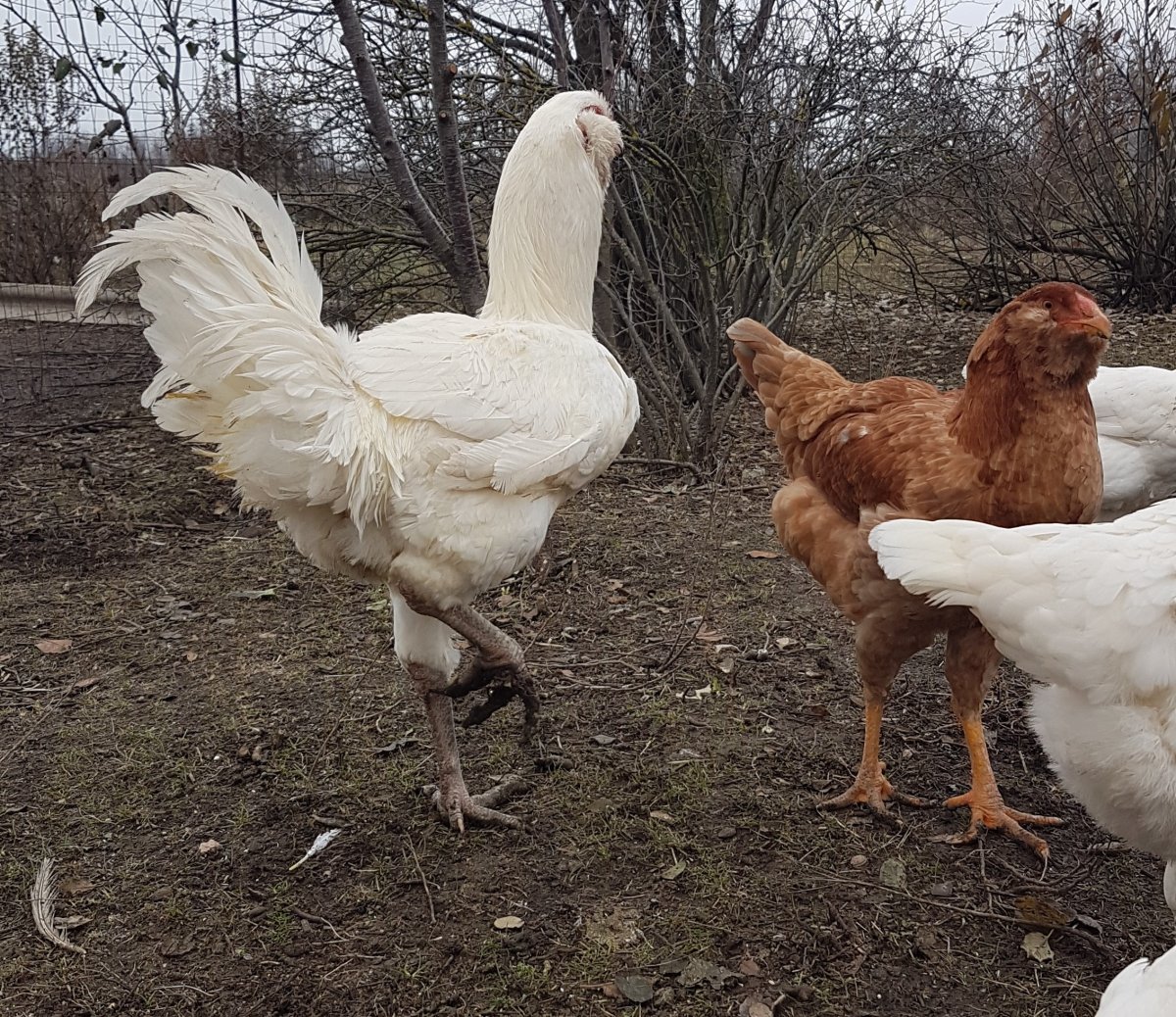 Гилянская порода курей