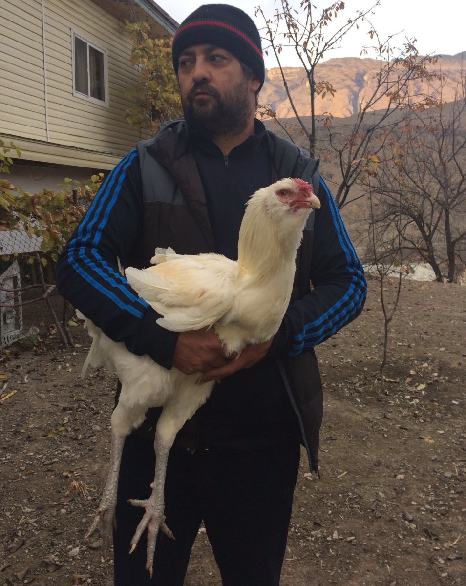 Курица Гергебильской породы