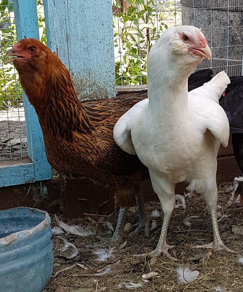 Гергебильская порода кур ундуч