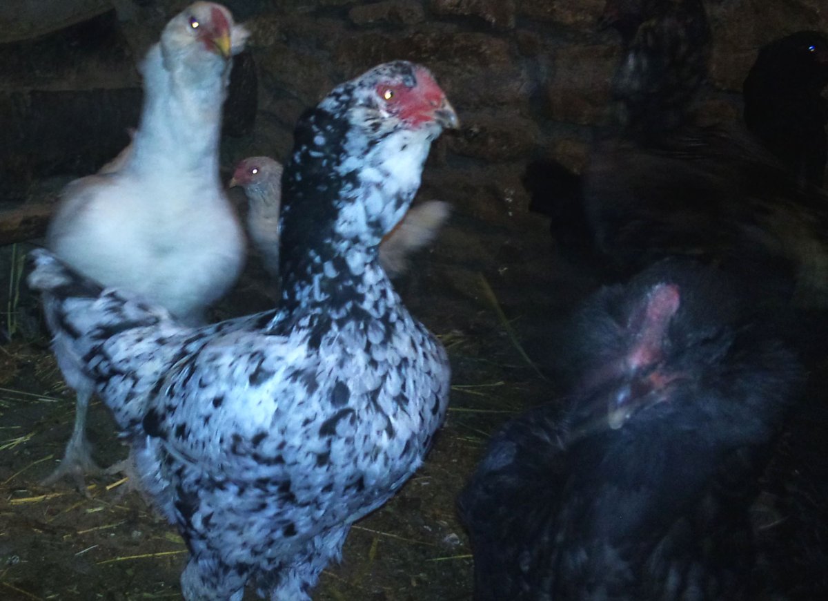 Гергебильский кур ундуч