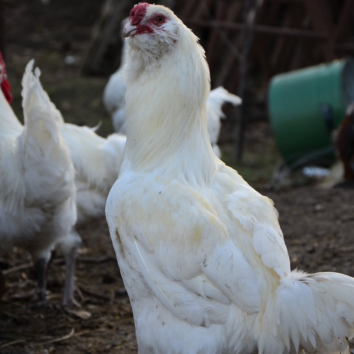 Гергебильский ундуч куры