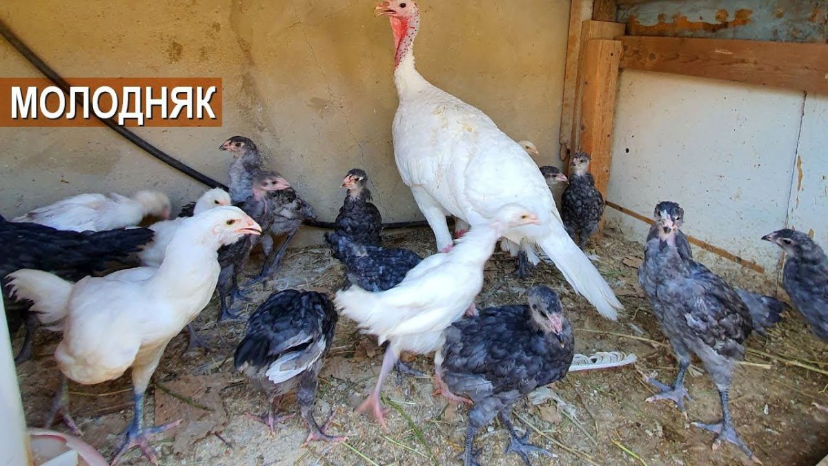 Гергебильская порода кур