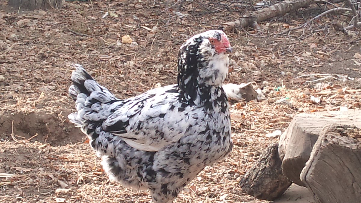 Дагестанская Гергебильская порода кур