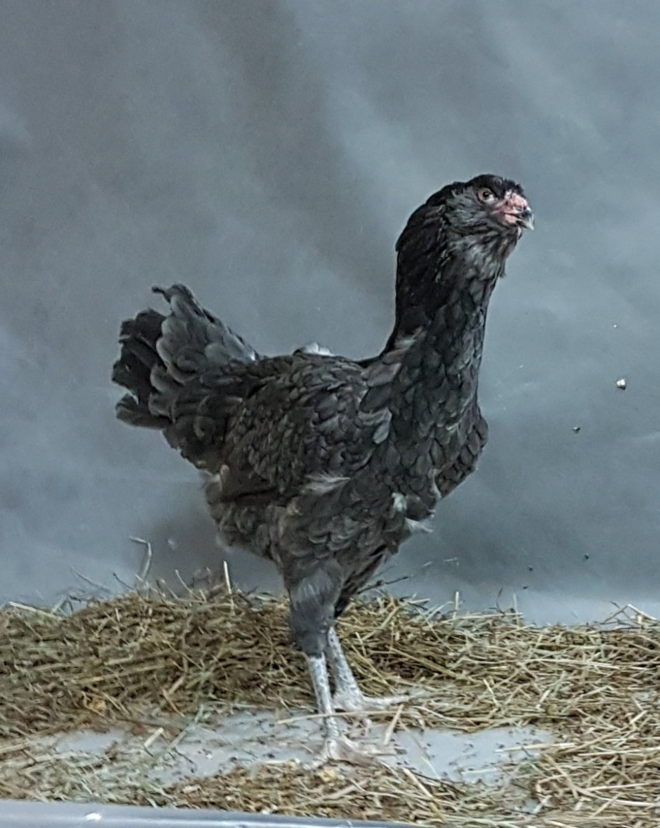 Порода кур Гергебельские