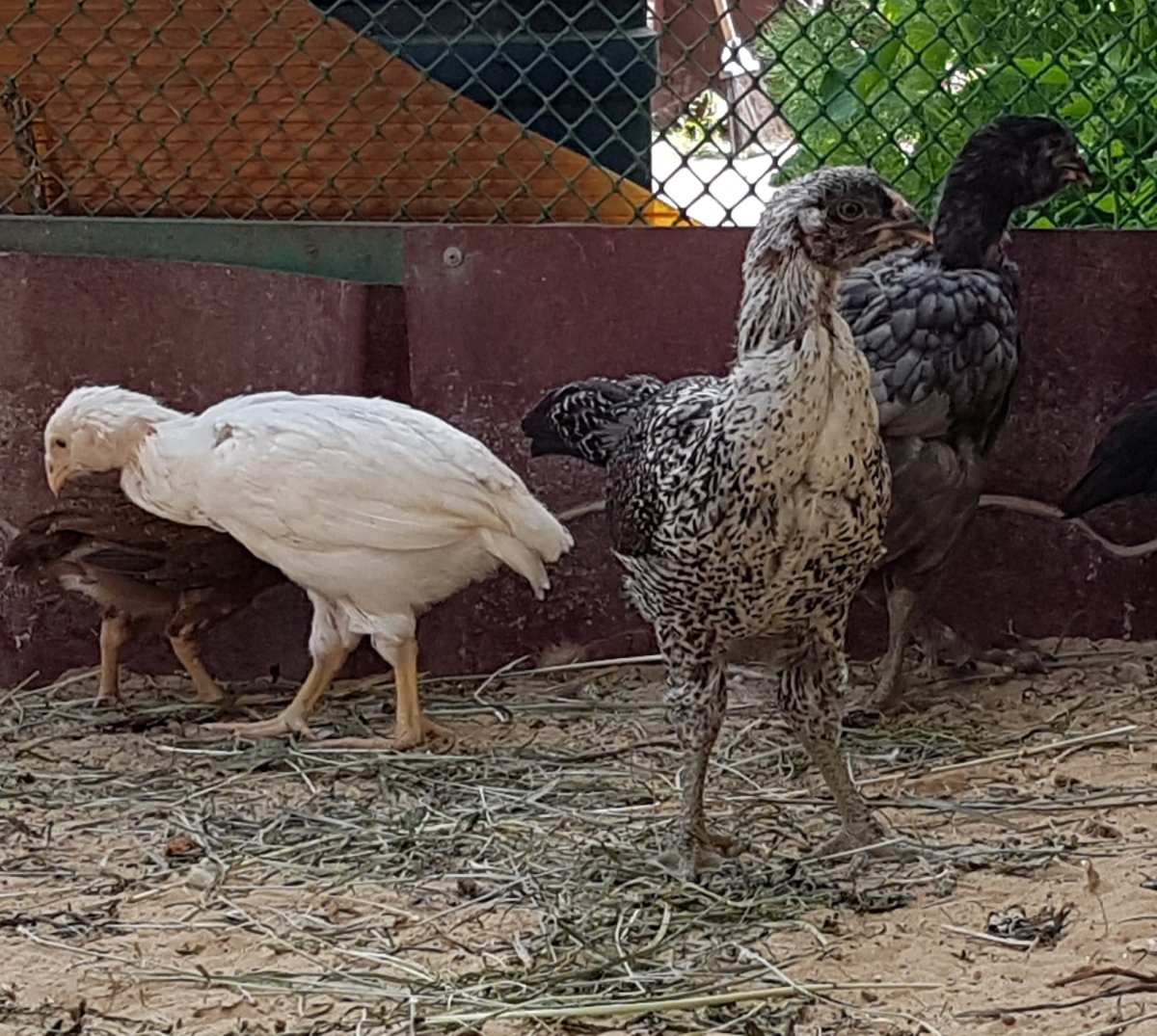 Астраханская порода кур