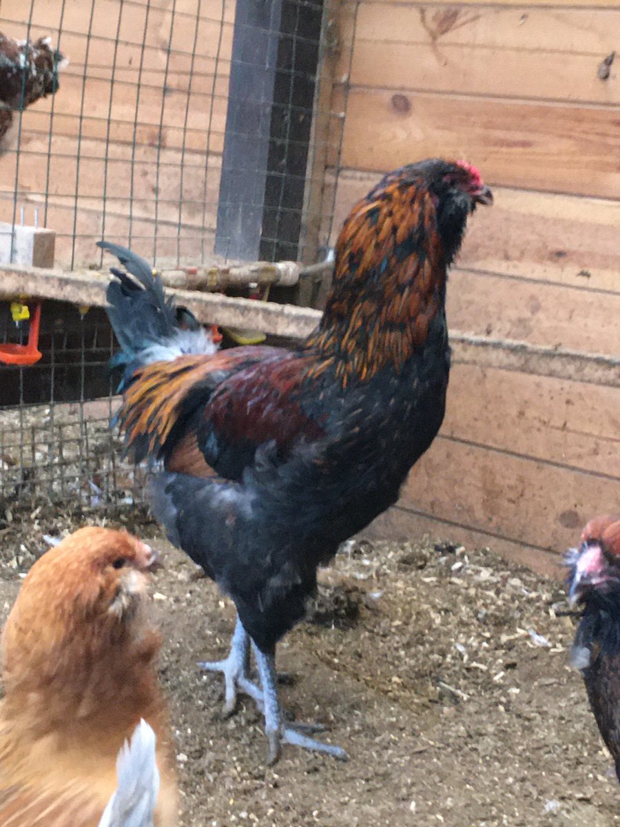 Гергебильские цыплята