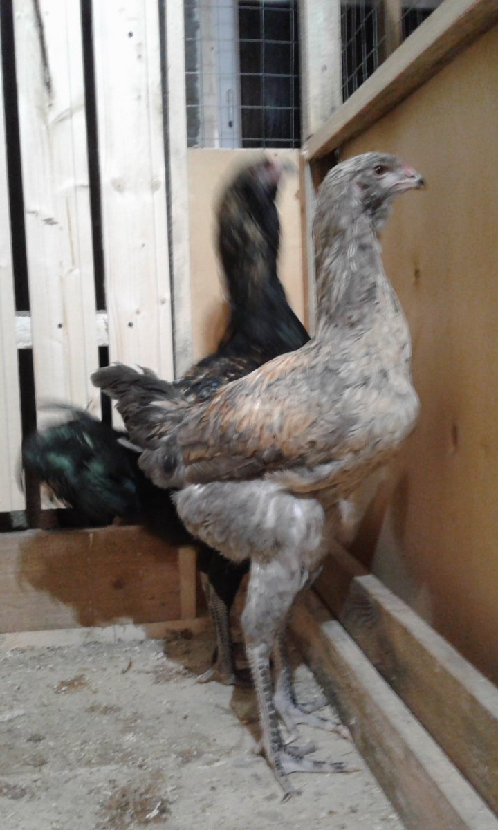 Гергебильский петух