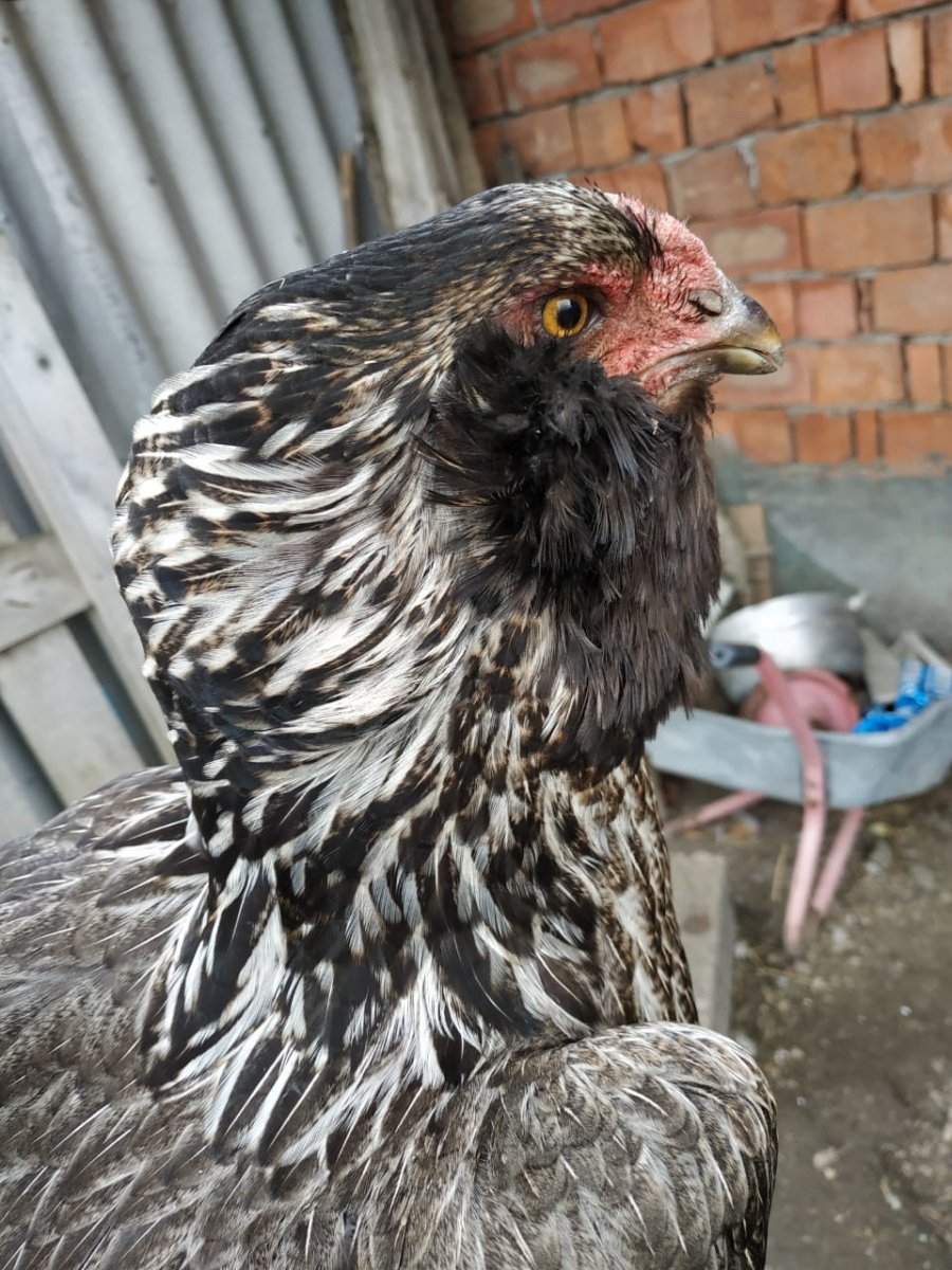 Гергебильский петух