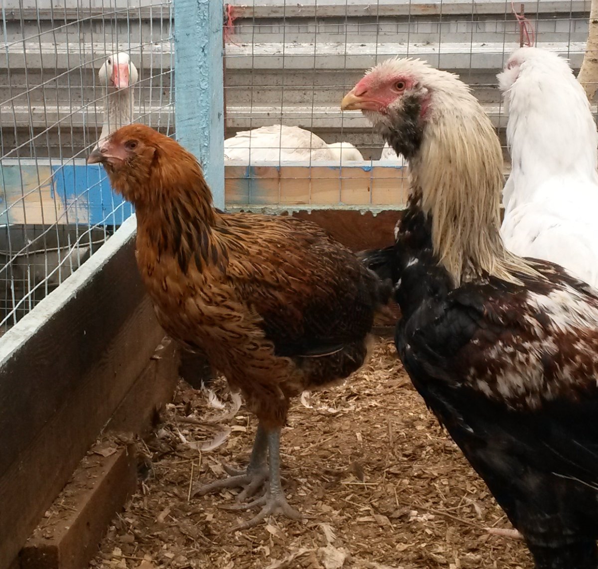 Гергебильская порода