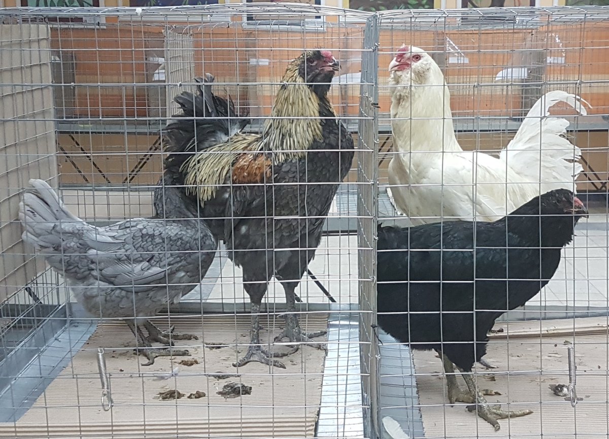 База заводчиков породистых кур