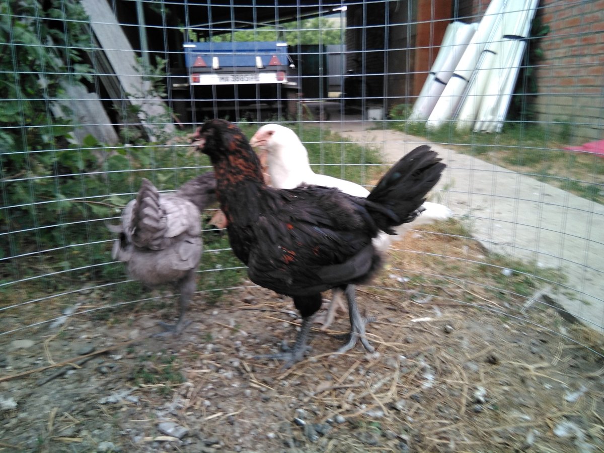 Белый Гергебильский петух