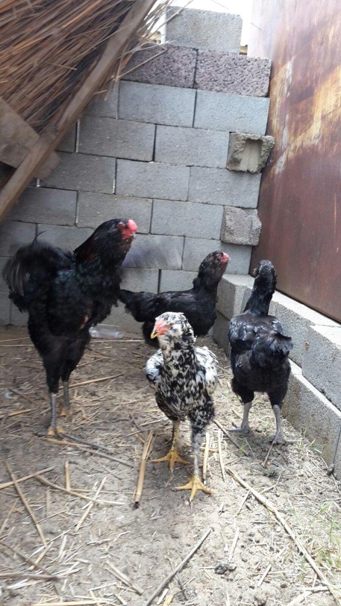 Гилянская порода курей