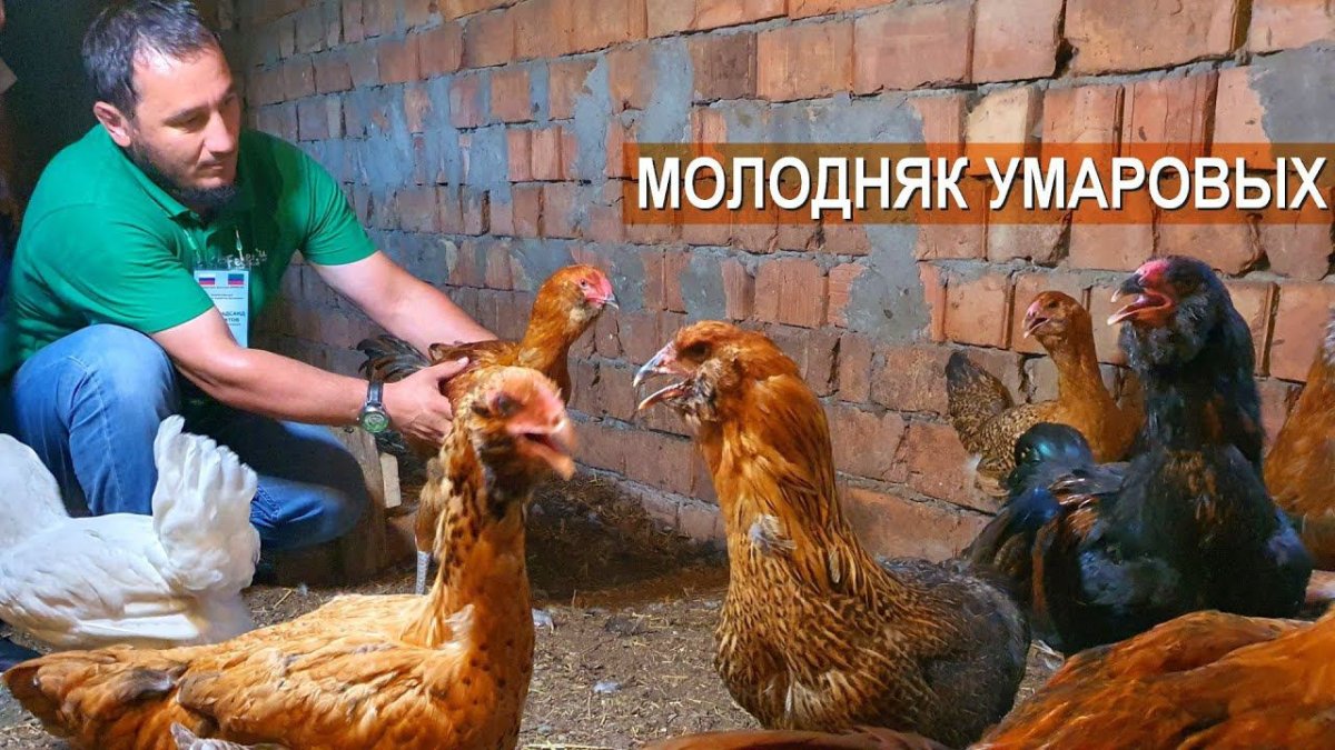 Куры Дагестанской породы