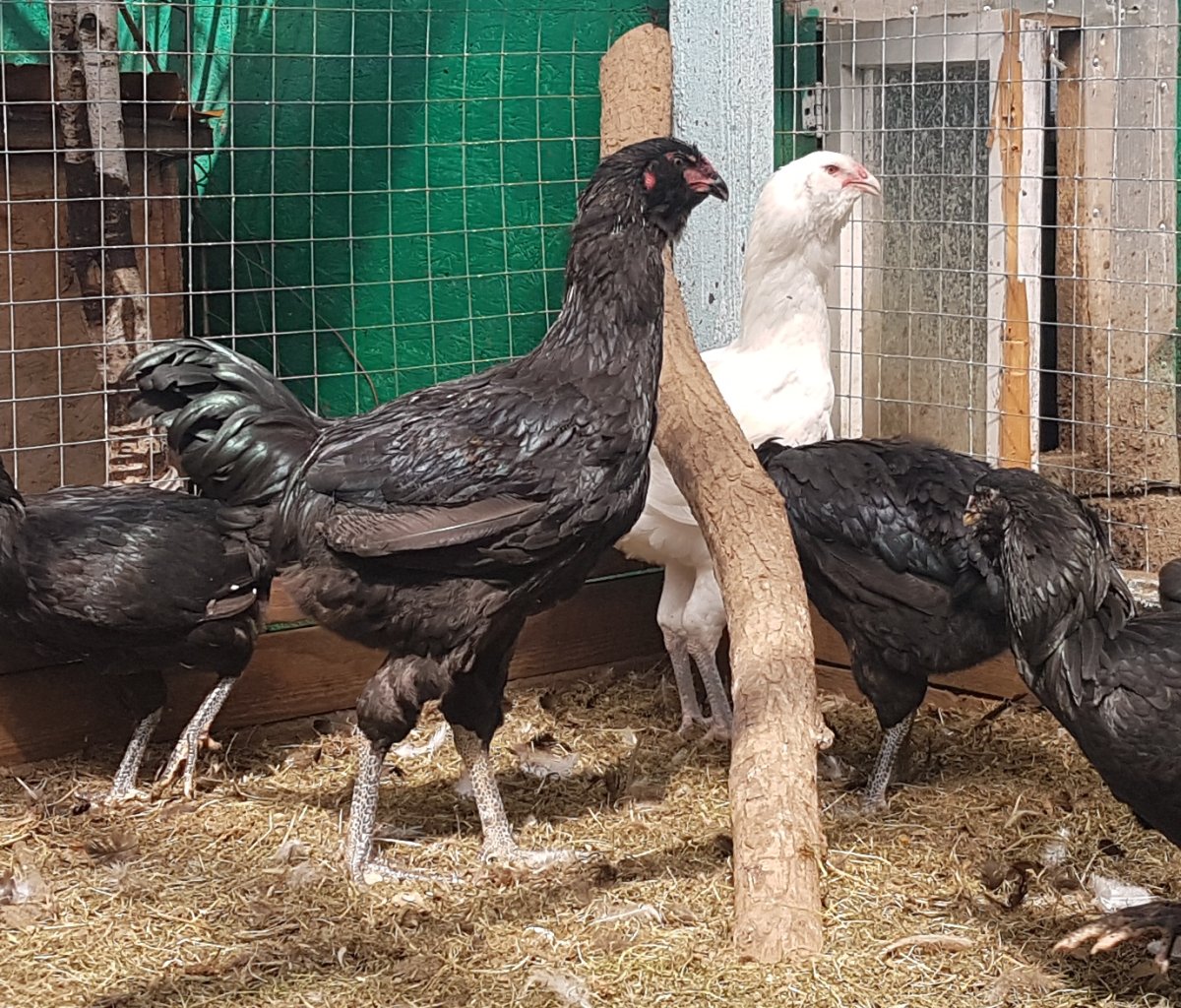 Гергельбская порода кур