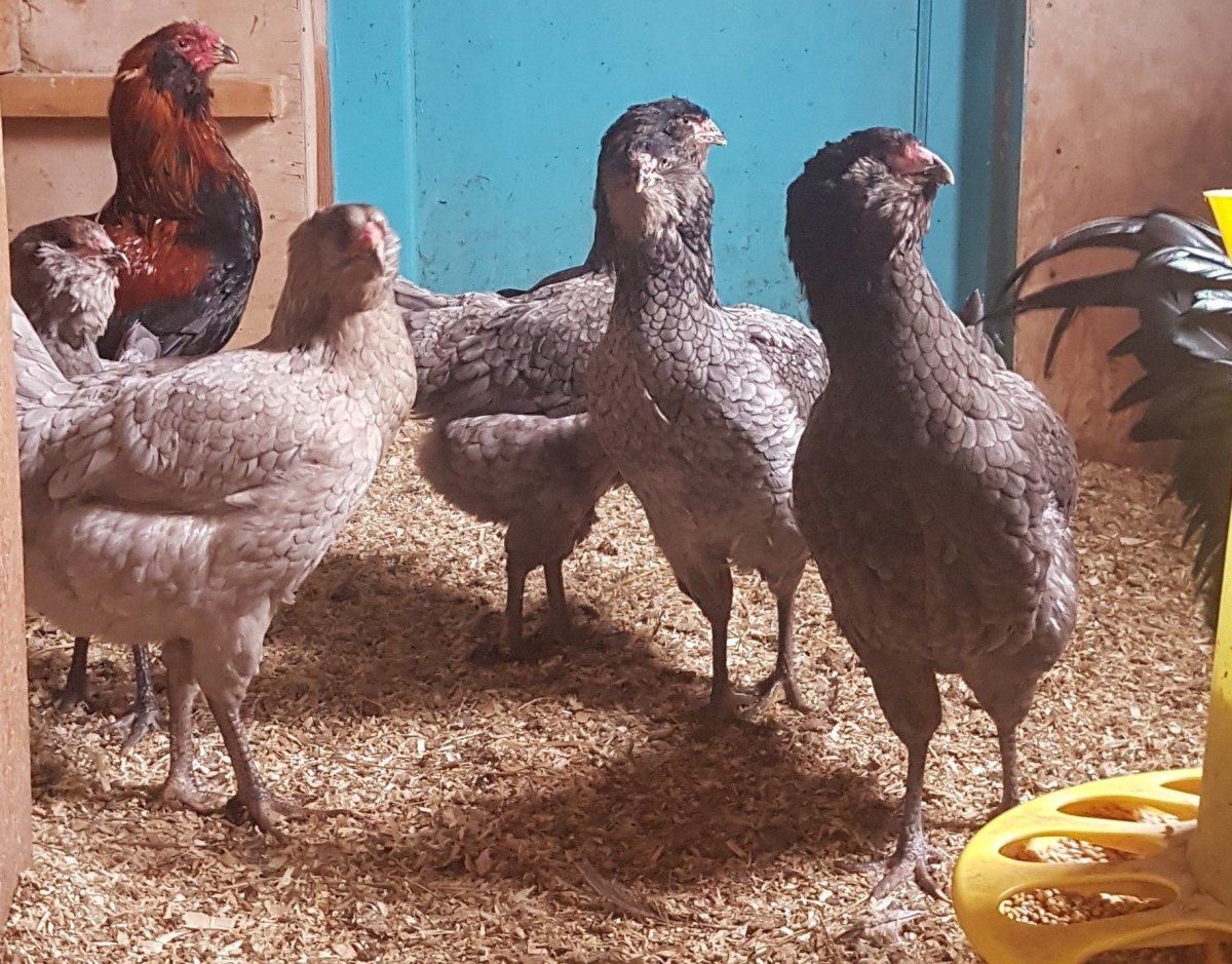 Шведский Блюмен куры