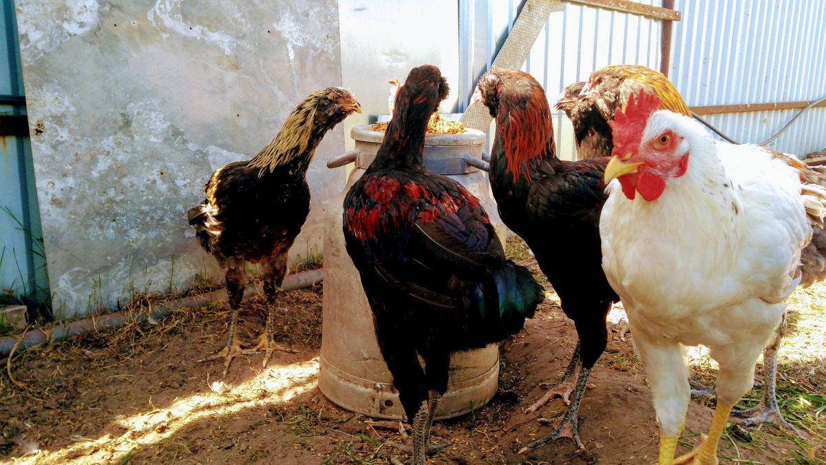 Гилянская порода кур