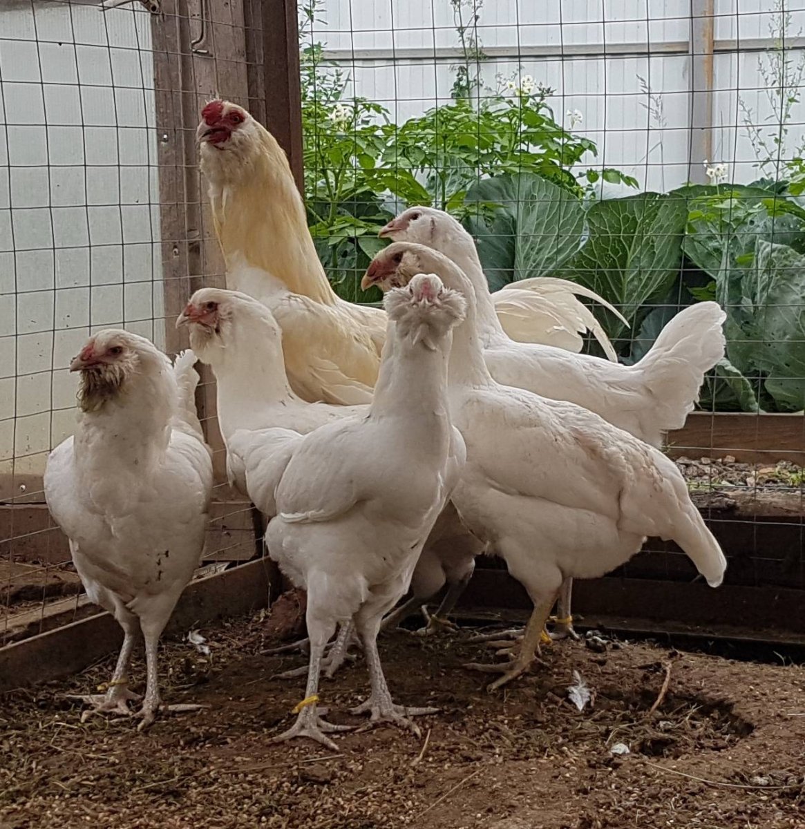 Гергебильская порода