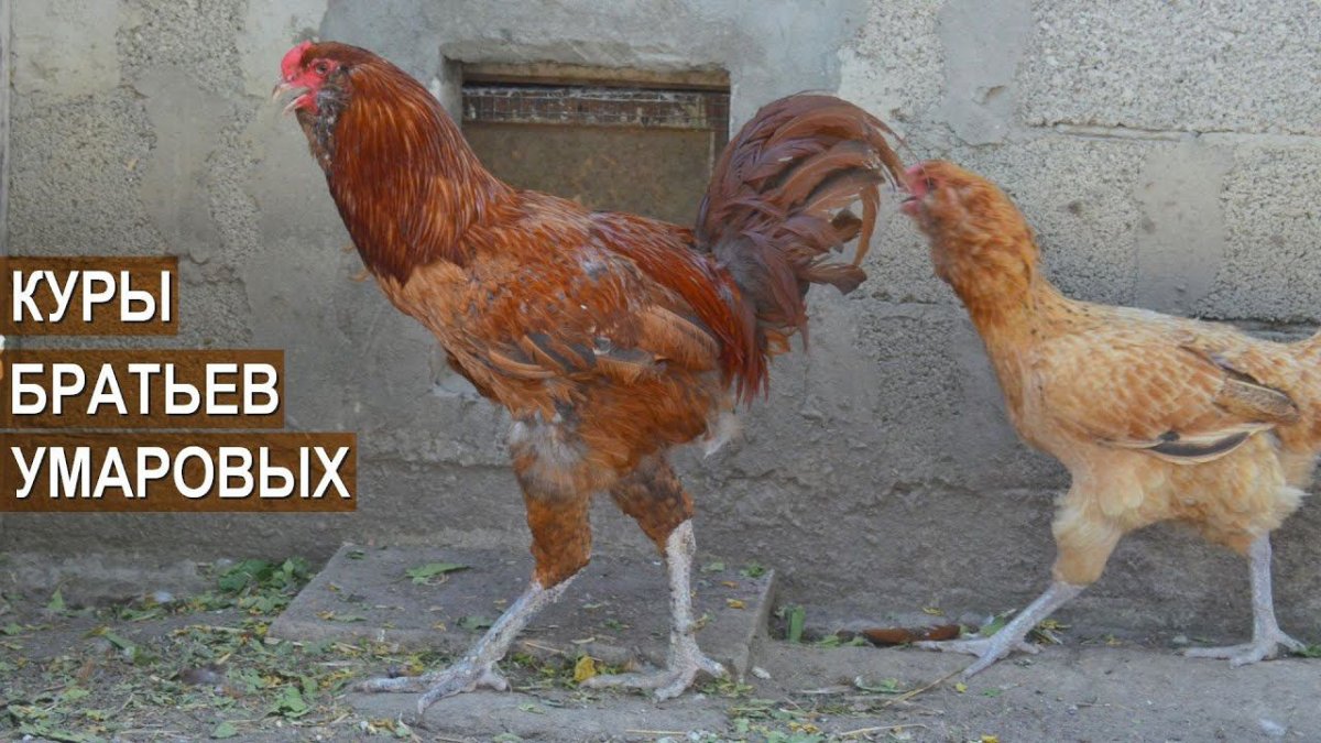 Гергебильский петух цвет палевый