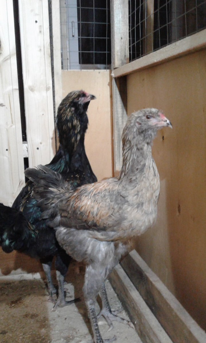 Гергебильская порода кур белая