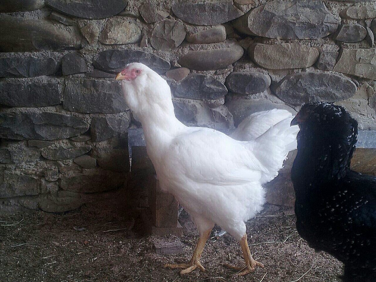 Гергебильская порода