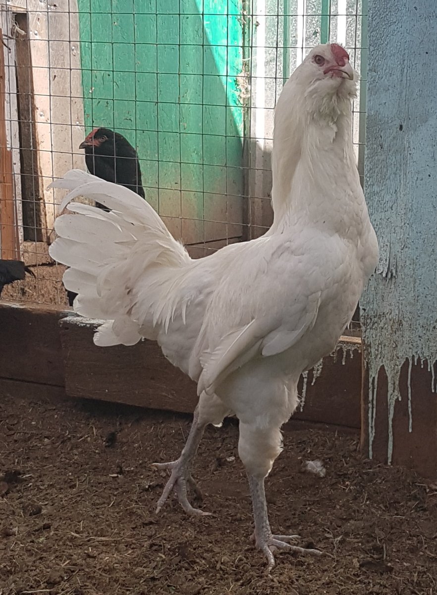 Гергебильская порода кур