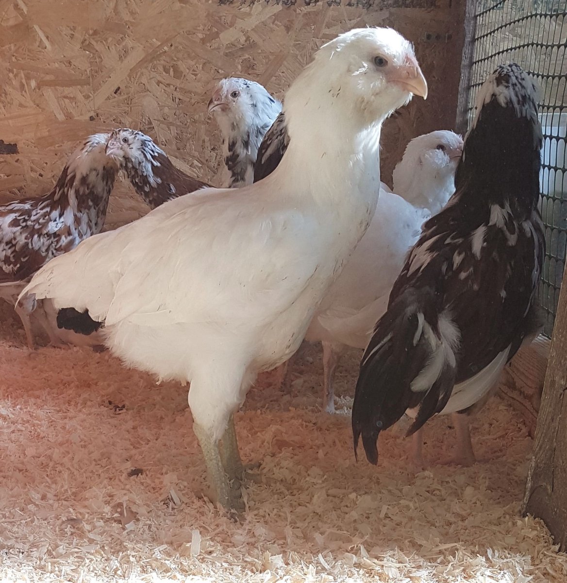 Гергебильская порода кур