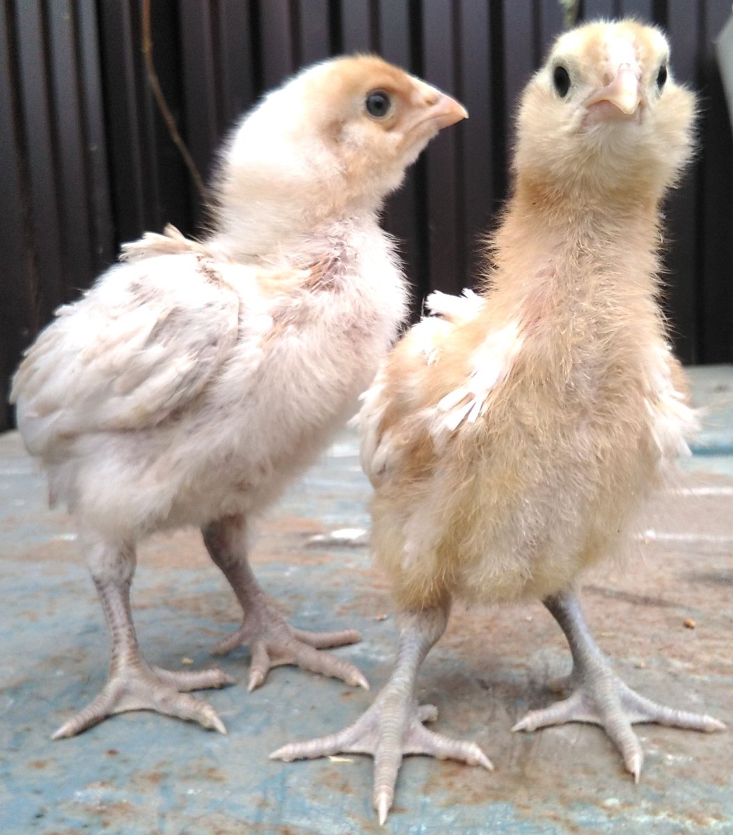 Гилянские Гергебильские куры