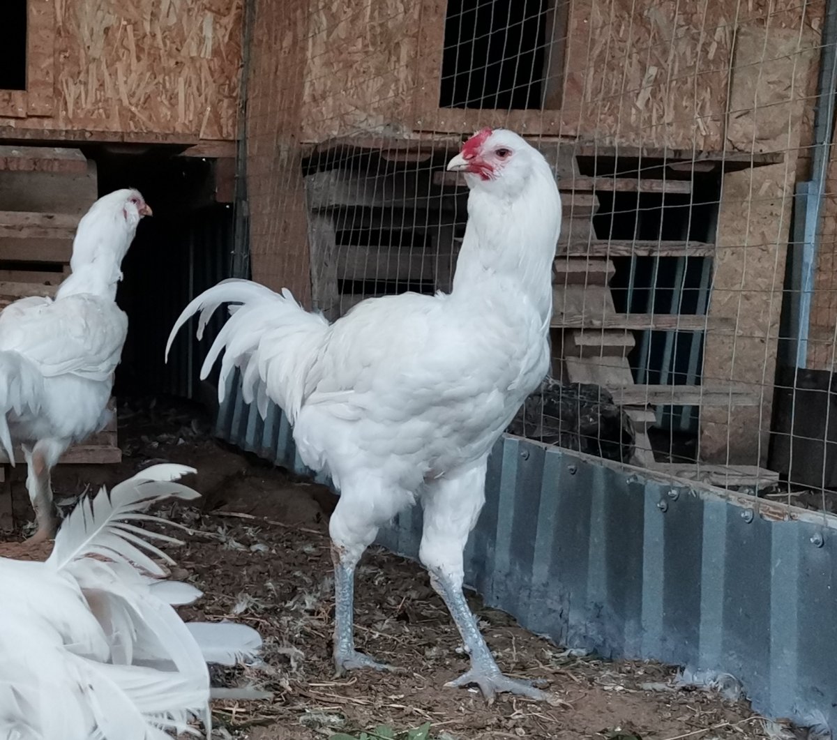 Гергебильские куры Сплеш