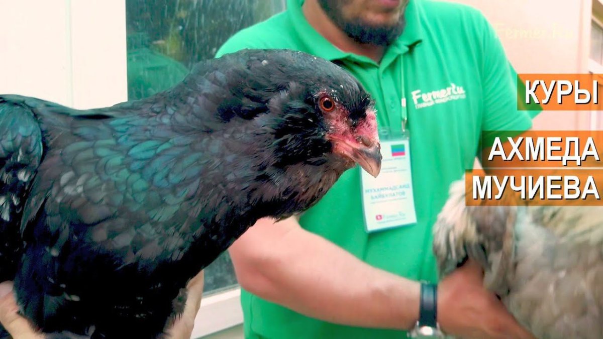 Гергебильская порода кур ундуч