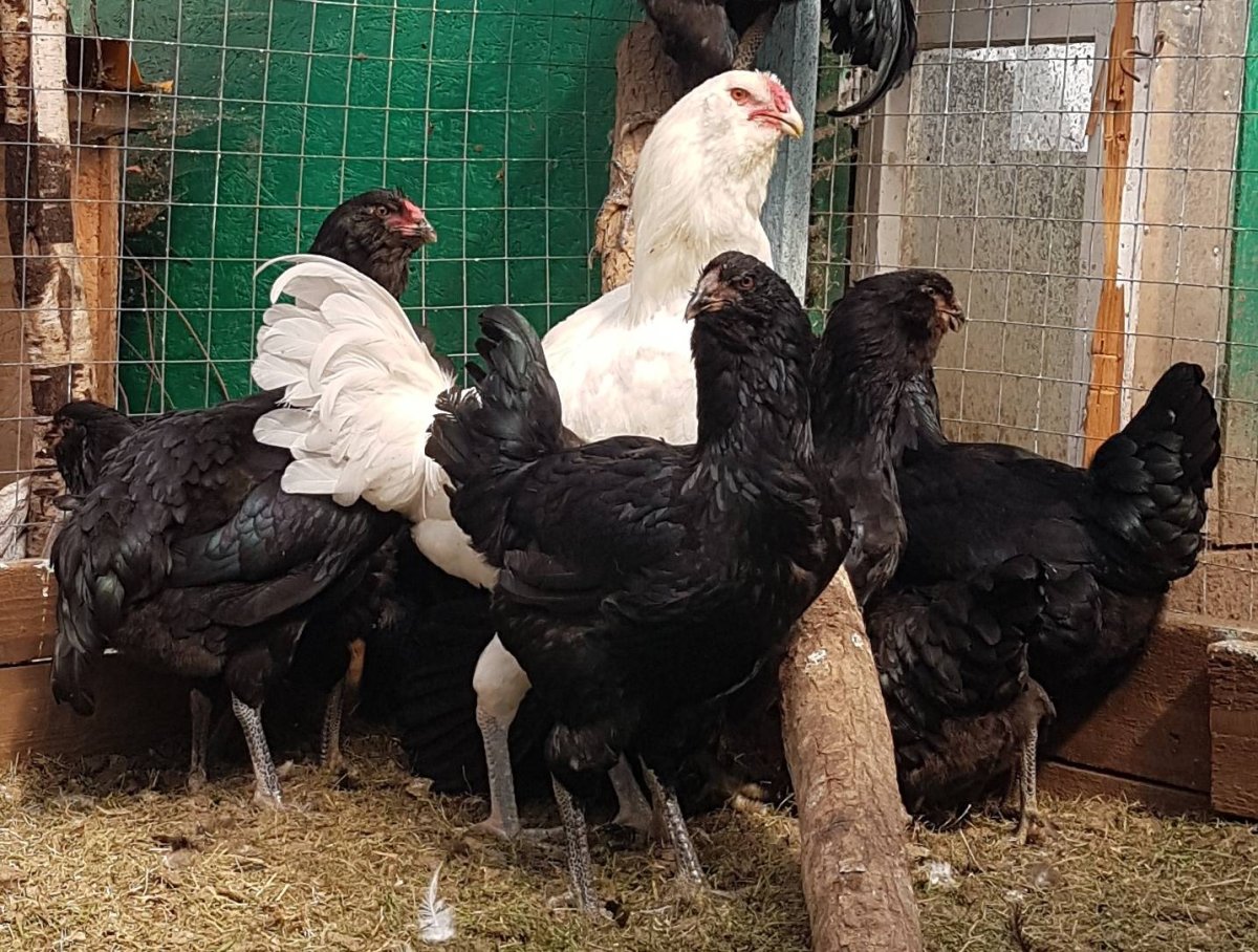 Гергебильский ундуч куры