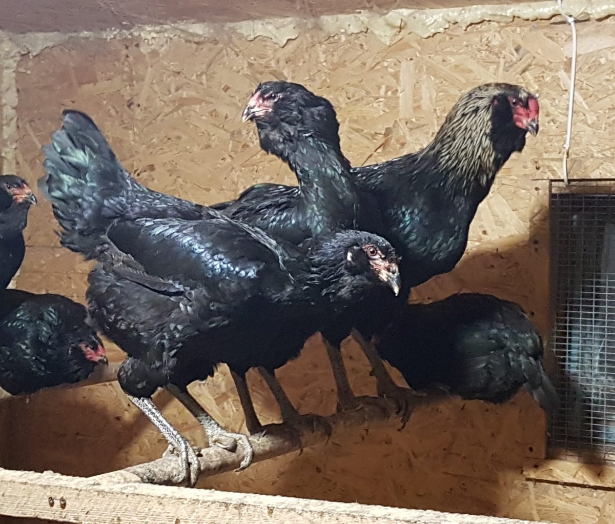 Гилянская порода кур цыплята