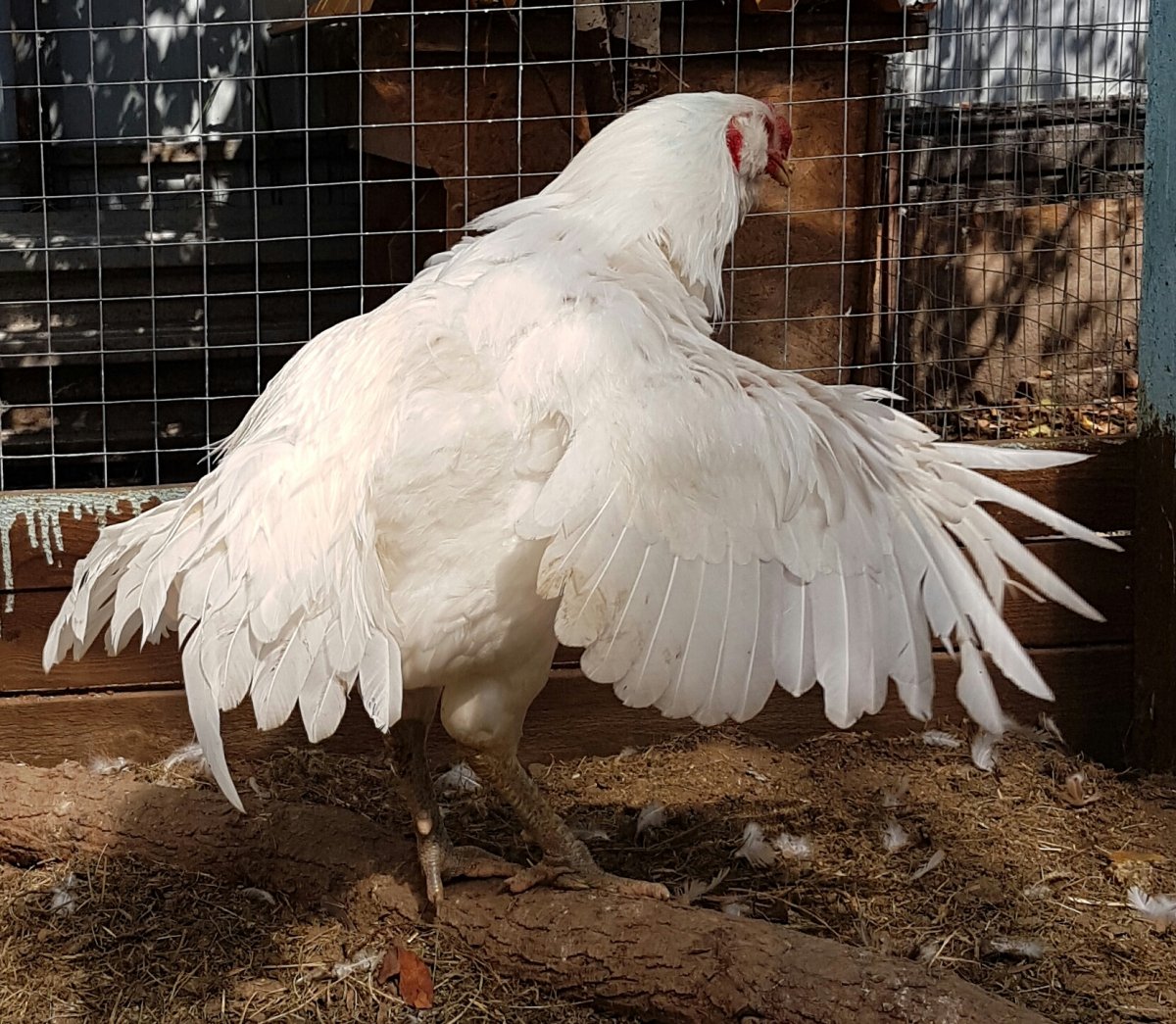 Гергебильская порода петухов